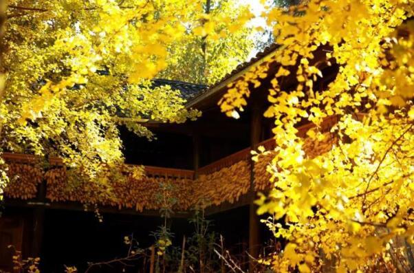 在最美的季節(jié)遇見你 雅居樂“上山下?！斌w驗(yàn)行